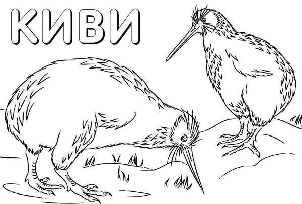 Клюв раскраска для детей