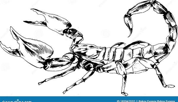 Скорпион рисунок