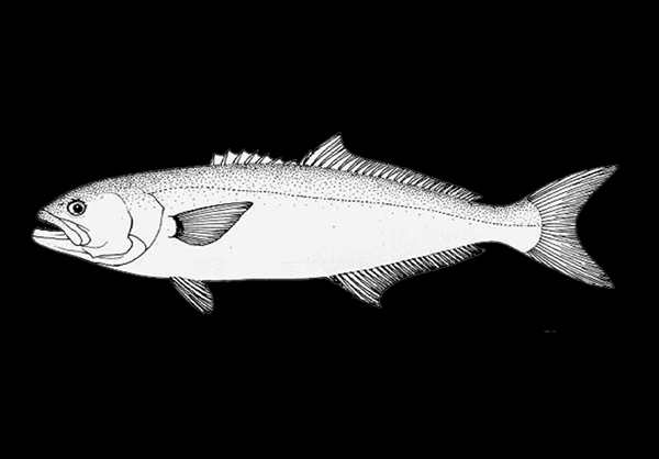 Скумбрия рисунок карандашом
