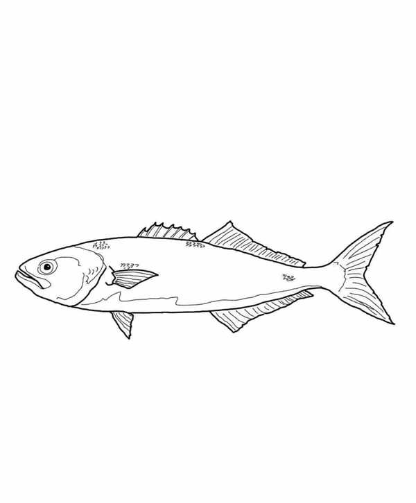 Скумбрия рисунок