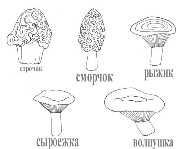 Сморчок черный