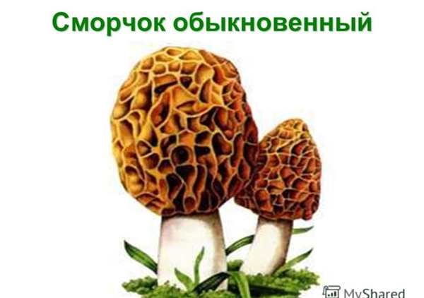 Раскраска Сmorчки Веселые Приключения