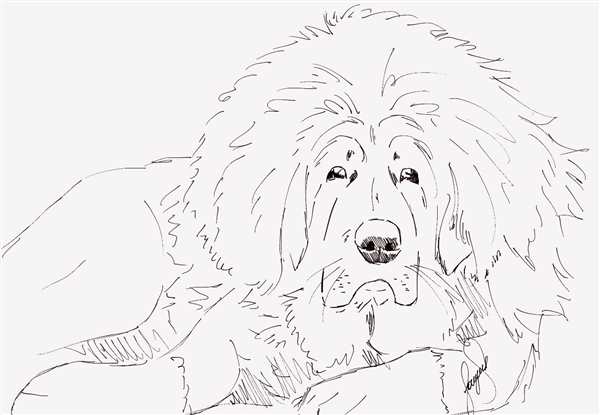 Чау чау рисунок