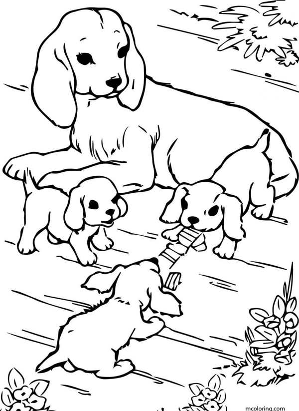 Вельш корги раскраска