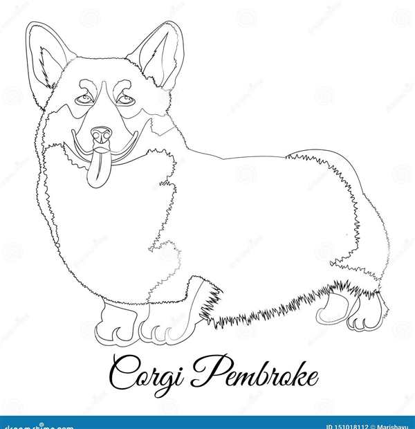 Раскраска собака вельш корги