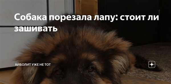 Раскраска собачка