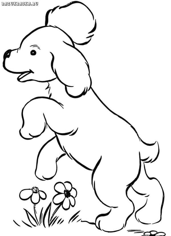 Вельш корги раскраска