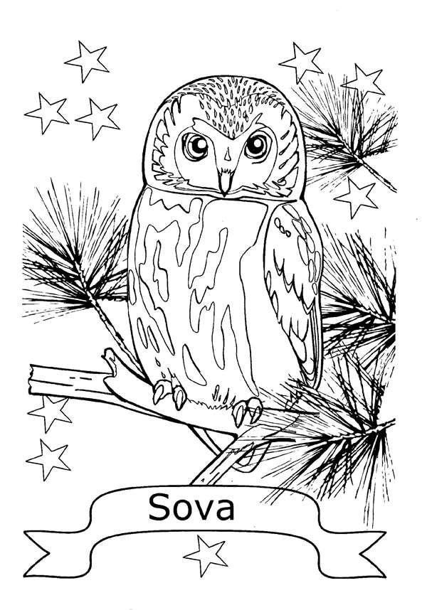 Раскраска Сова