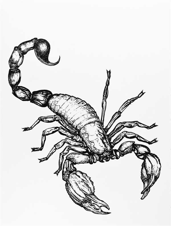 Скорпион рисунок