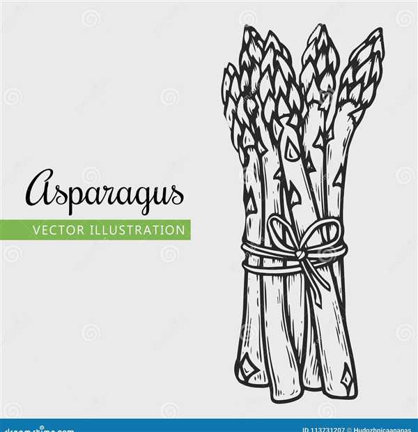 Спаржа рисунок
