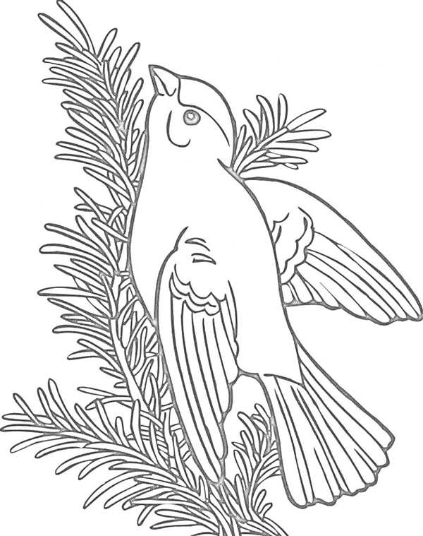 Птицы. Раскраска