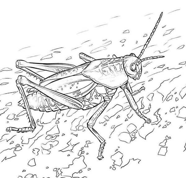 Кузнечик рисунок