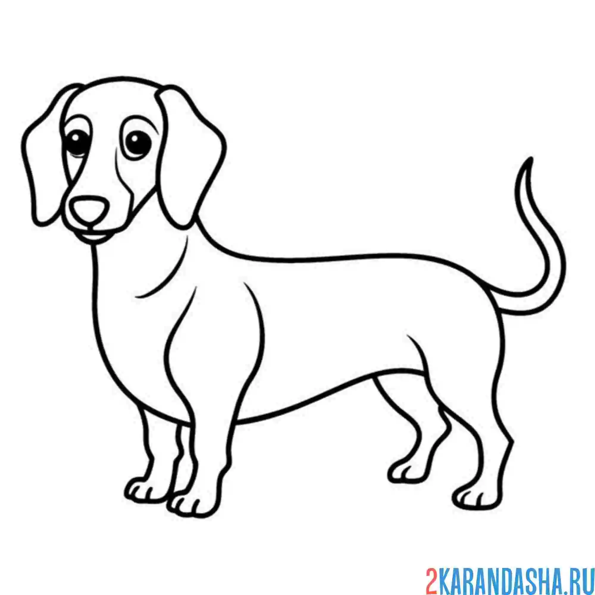 Раскраска Такса Веселые Активности для Детей и Лovers PET