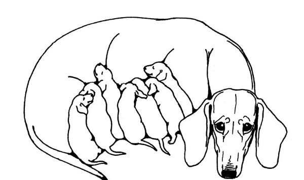 Раскраска Такса Веселые Активности для Детей и Лovers PET