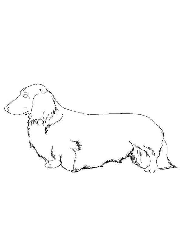 Раскраска Такса Веселые Активности для Детей и Лovers PET