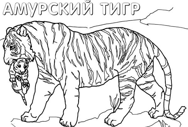 Тигр раскраска для детей