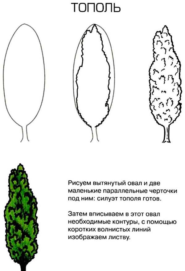 Тополь раскраска для детей