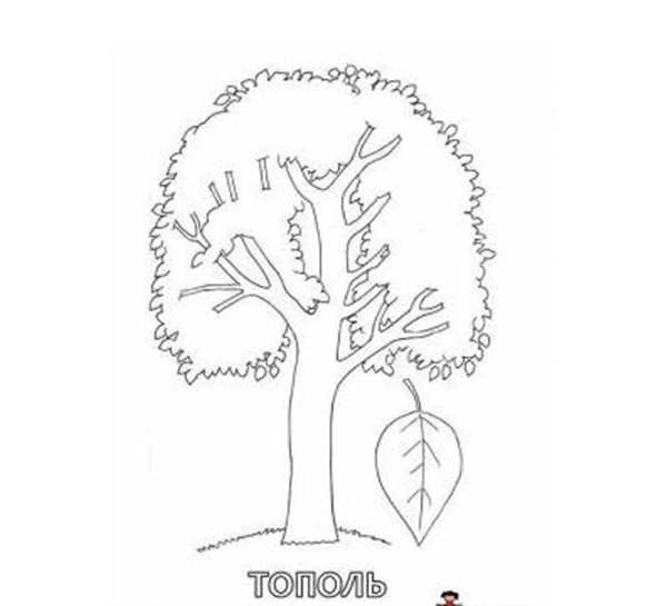 Тополь рисунок