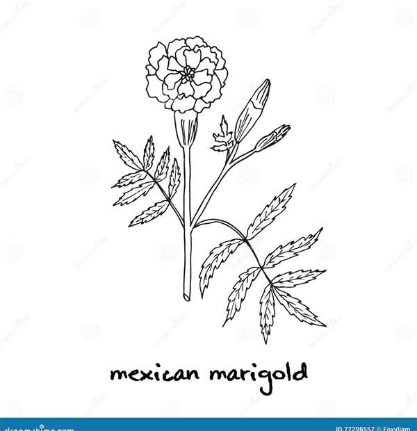 Marigold ноготки раскраска