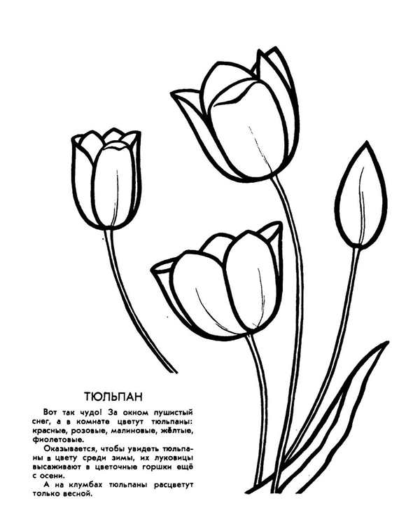 Тюльпан раскраска для детей