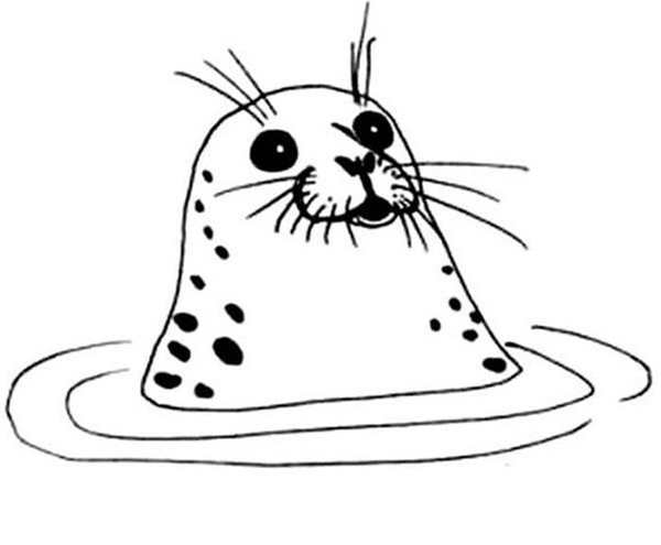 Морской котик раскраска для детей