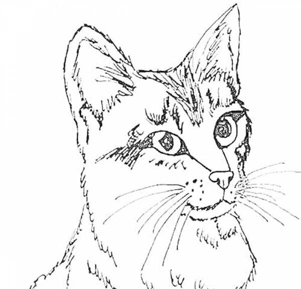 Раскраска Удивлённый кот