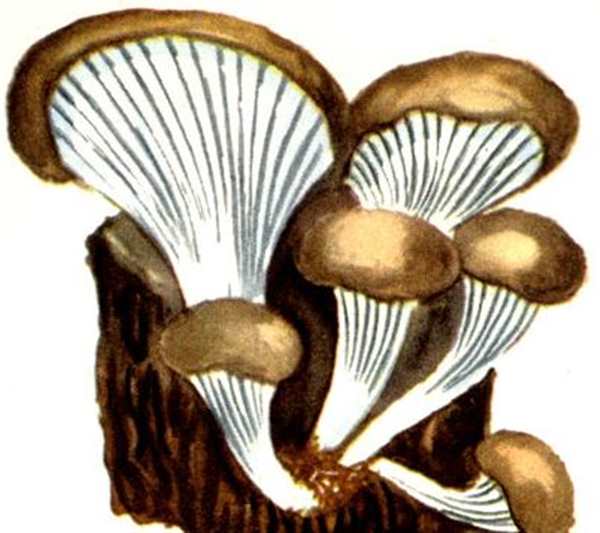 Oyster drawing