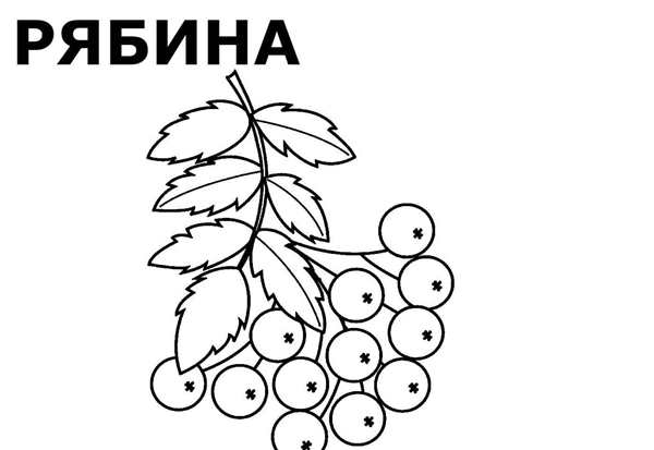 Веточка рябины разукрашка