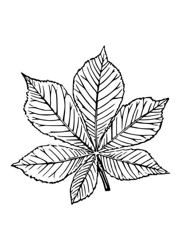Рисунки листьев