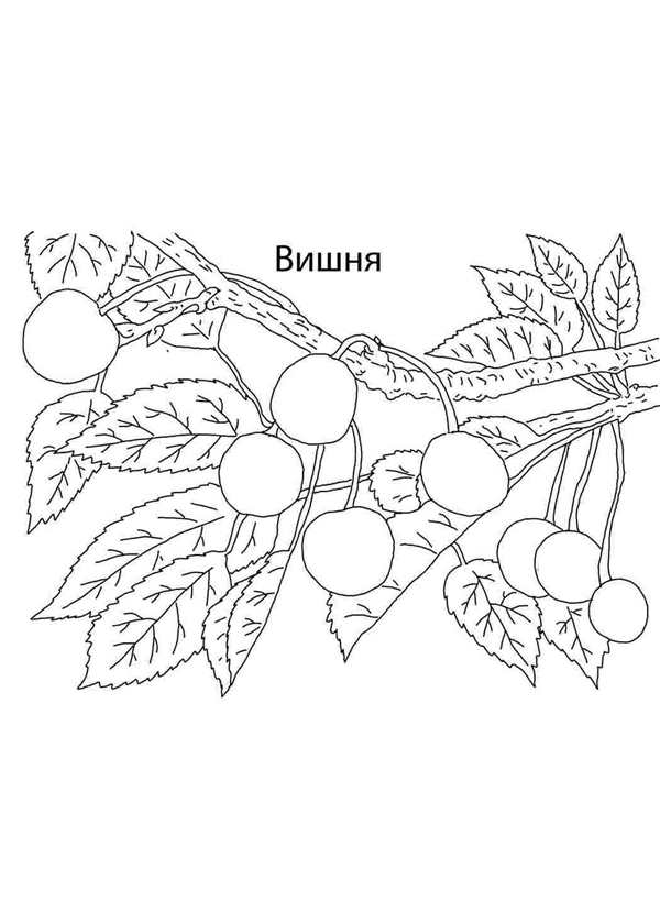 Вишенка раскраска