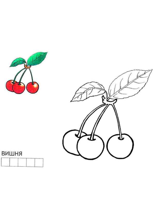 Фрукты. Раскраска для малышей