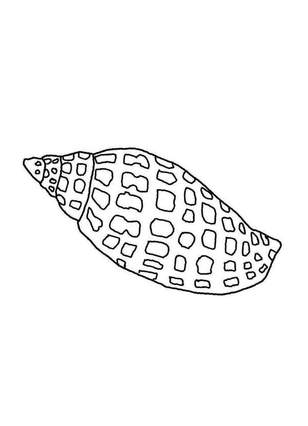 Раскраски ракушки морские