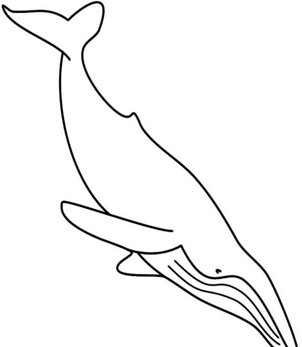 Кит рисунок