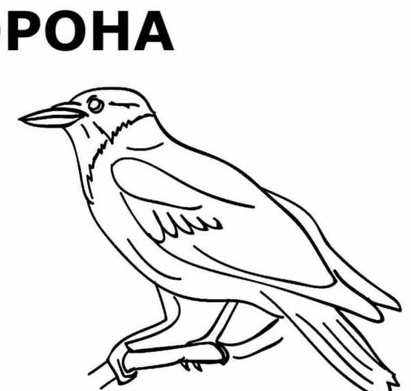 Раскраски птицы для детей ворона