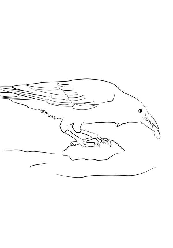 {Crow easy drawing}