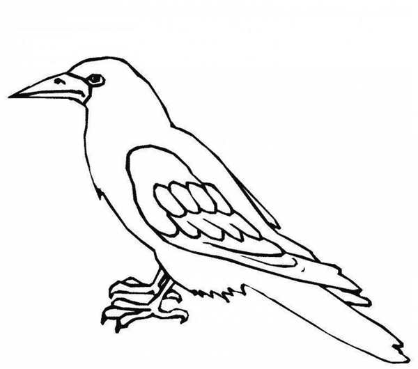 Crow Coloring