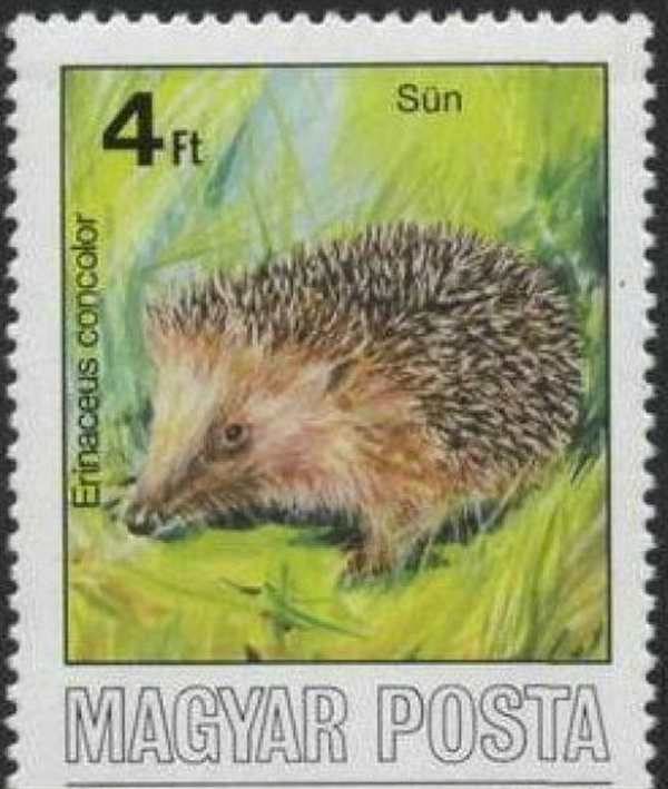 Ёжик раскраска для детей