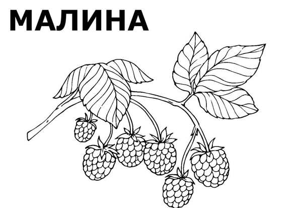 Ягоды. Раскраска для малышей