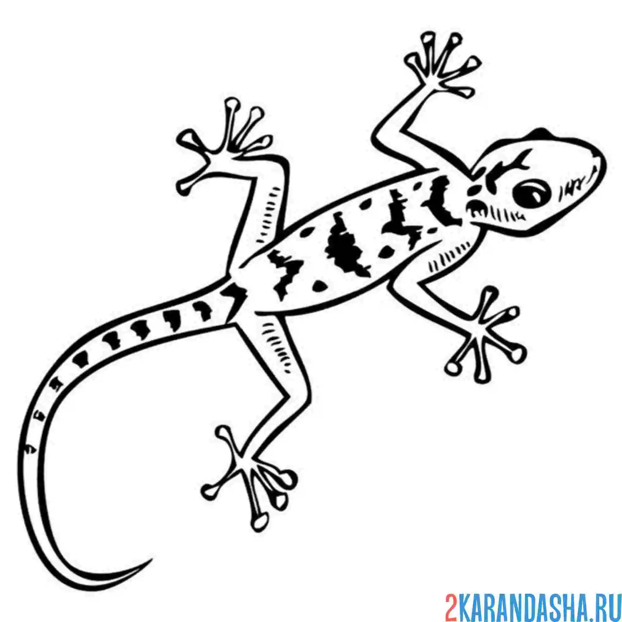 Эублефар раскраска