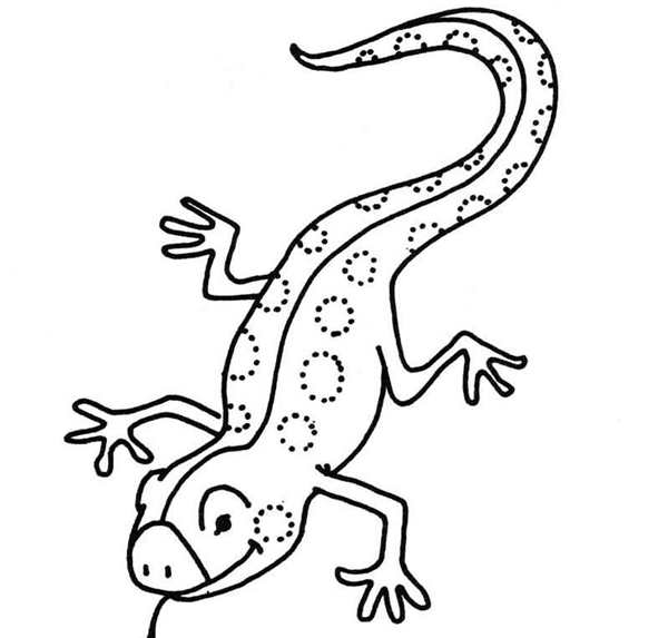 Ящерица раскраска