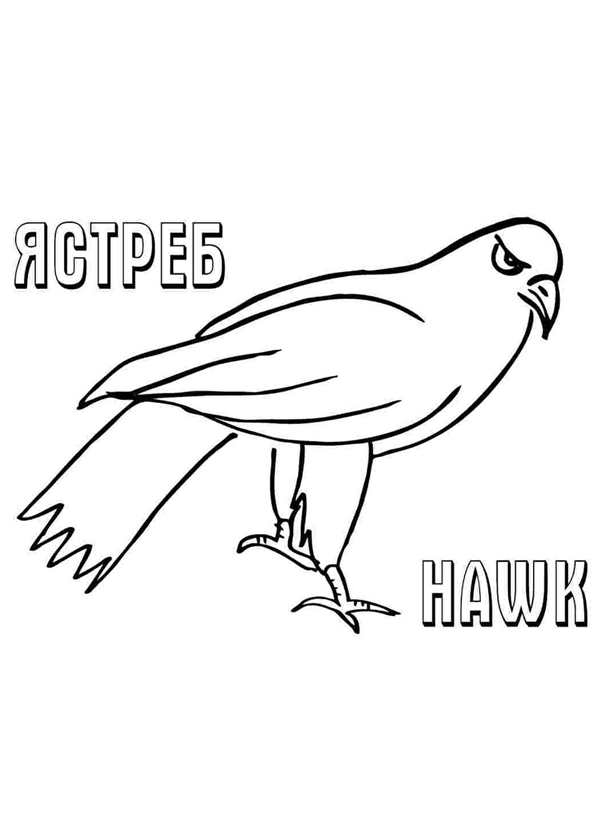 Раскраска Ястреба Джет Веселье и Воспитание
