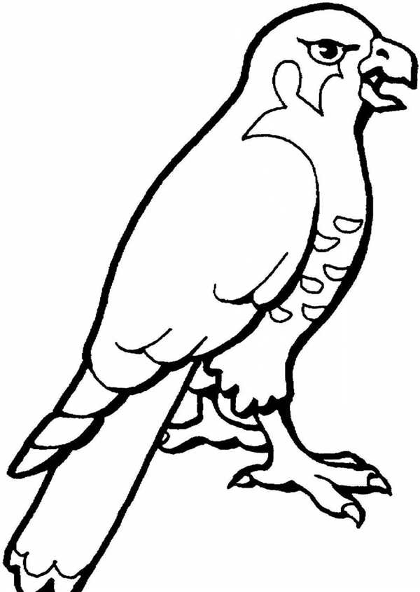 Коршун раскраска
