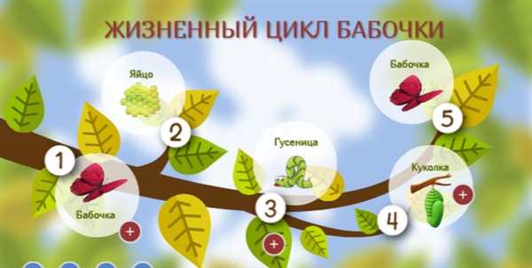 Схема превращения бабочки