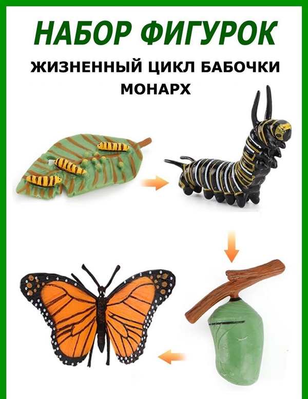 Раскраска Жизненный Цикл Бабочки