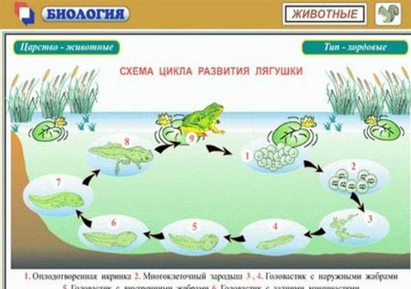 Жизненный цикл лягушки икринка