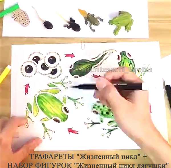 Земноводные задания для дошкольников