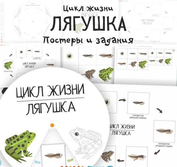 Жизненный цикл лягушки для детей