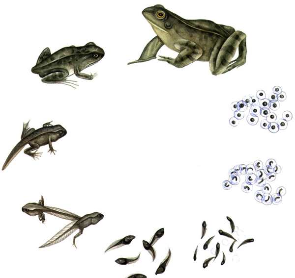 Animal Life Cycle