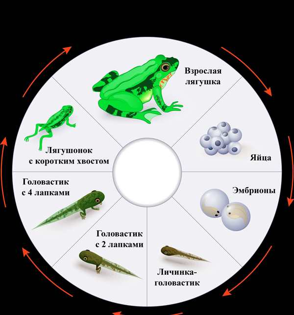 Цикл развития лягушки Озерной