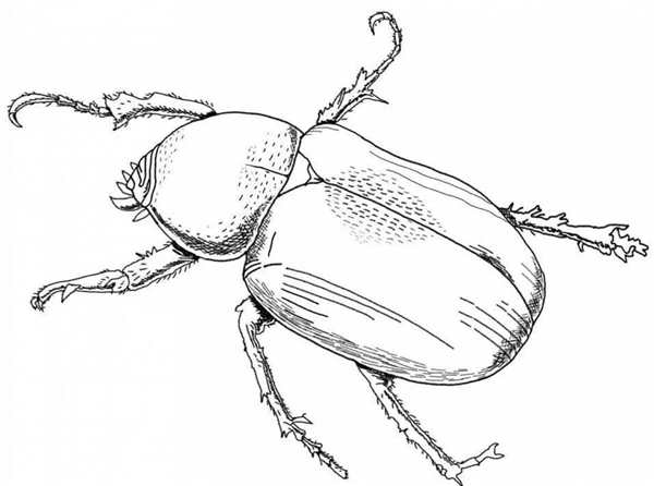 Раскраска Жука Stinkfly Весёлое Перевёртышество на Листе